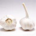 Wholesale Garlic Normal White Fresh Garlic